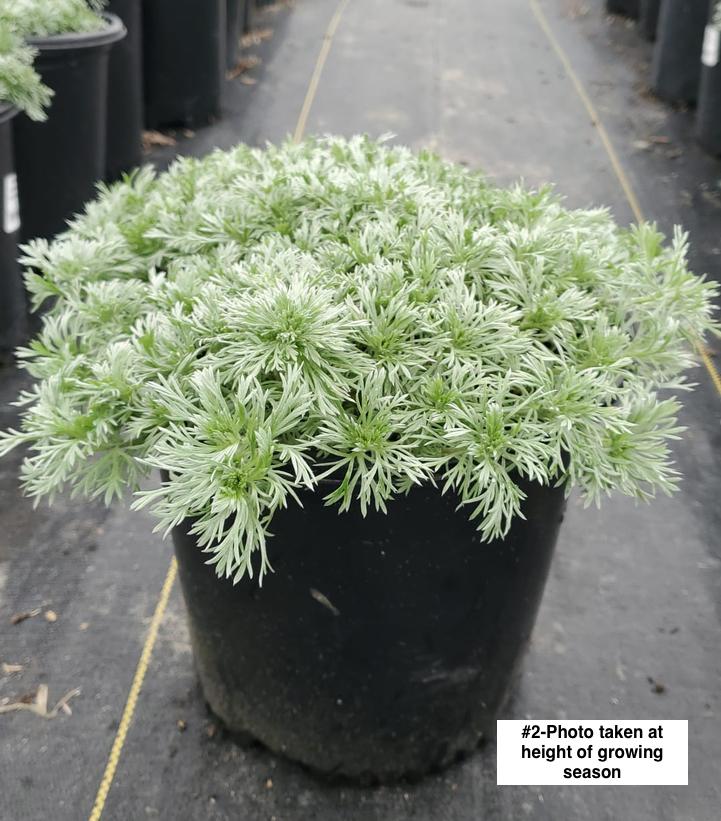 ARTEMISIA SCHMIDTIANA `SILVERMOUND`