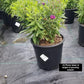 ASTER NOVAE-ANGLIAE `PURPLE DOME`