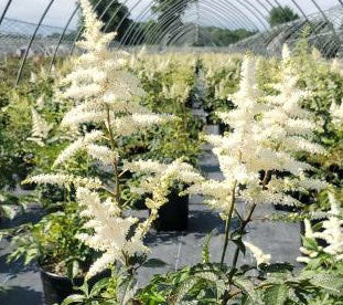 ASTILBE JAPONICA `DEUTSCHLAND`