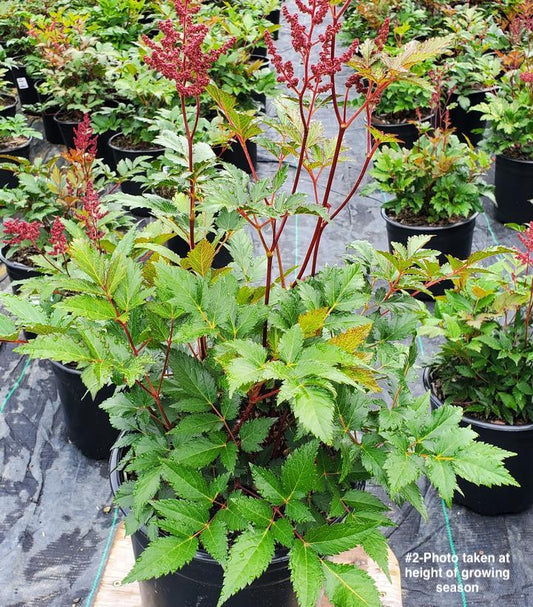 ASTILBE `MONTGOMERY`