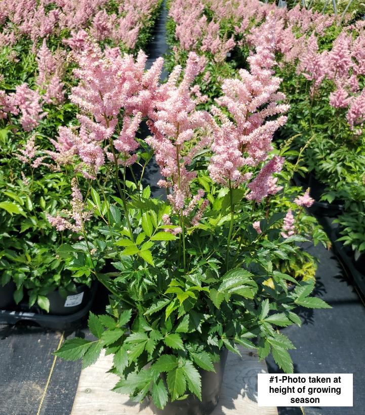 ASTILBE `PEACH BLOSSOM`