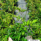ASTILBE ARENDSII `BRIDAL VEIL`