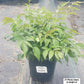 ASTILBE JAPONICA `RHEINLAND`