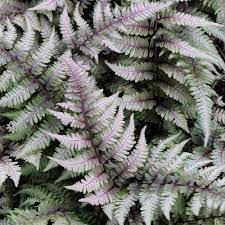 ATHYRIUM NIPPONICUM `PICTUM`