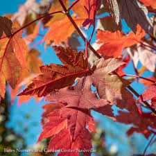ACER X FREEMANII `AUTUMN BLAZE`