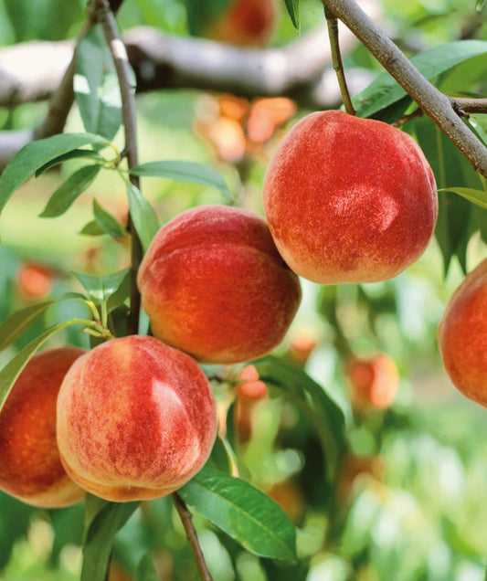 PRUNUS `BOUNTY` PEACH