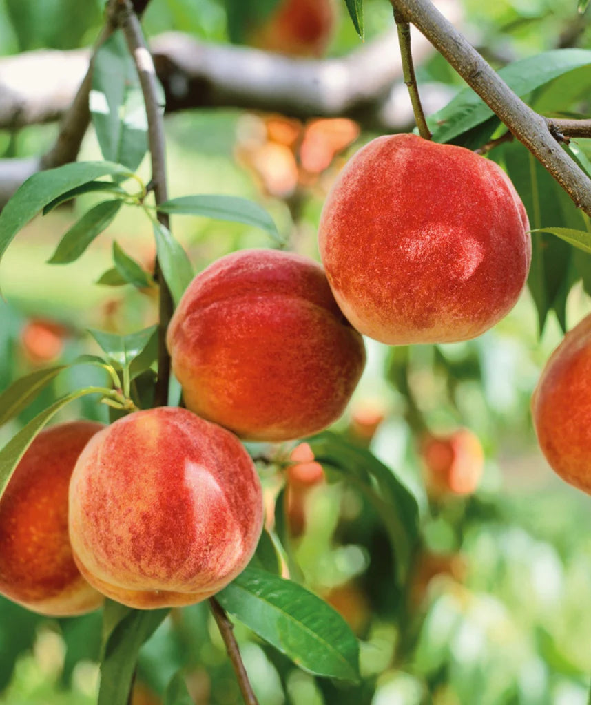 PRUNUS `BOUNTY` PEACH