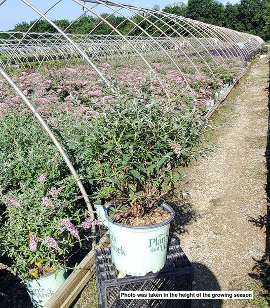 BUDDLEIA `PINK CASCADE II`