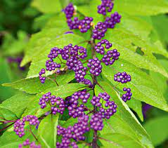 CALLICARPA DICH. `EARLY AMETHYST`