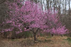 CERCIS CANADENSIS - SINGLE STEM