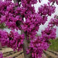 CERCIS CANADENSIS - SINGLE STEM