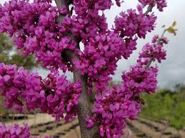 CERCIS CANADENSIS - SINGLE STEM