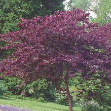 CERCIS CANADENSIS `FOREST PANSY`