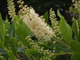 CLETHRA ALNIFOLIA