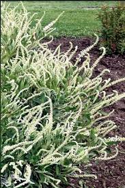 CLETHRA ALNIFOLIA `SUMMER SPARKLER`