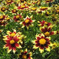 COREOPSIS BIG BANG `COSMIC EYE`