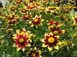 COREOPSIS BIG BANG `COSMIC EYE`