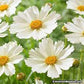 COREOPSIS BIG BANG `POLARIS`