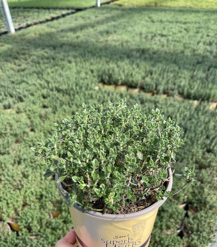 TEUCRIUM CHAMAEDRYS - GERMANDER