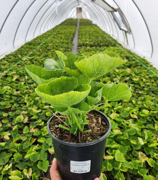 ALCEA `SPRING CELEBRITIES CRIMSON`