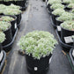 ARTEMISIA SCHMIDTIANA `SILVERMOUND`