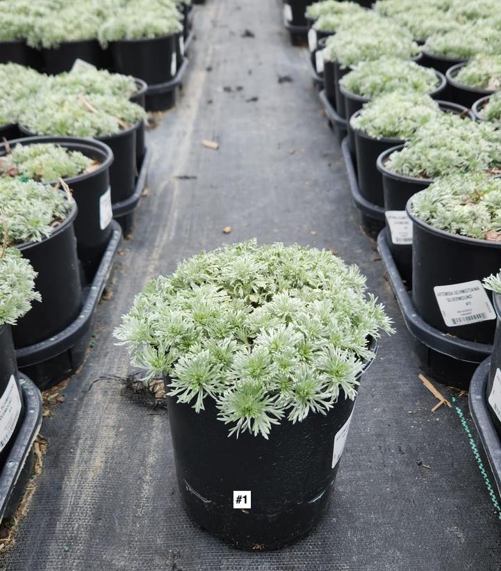 ARTEMISIA SCHMIDTIANA `SILVERMOUND`