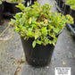 CAMPANULA POSCHARSKYANA `BLUE WATERFALL`