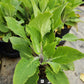 DIGITALIS PURPUREA `CAMELOT LAVENDER`