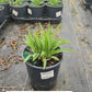 HEMEROCALLIS `HAPPY RETURNS`