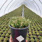 PHLOX SUBULATA `CANDY STRIPE`