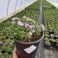 PHLOX SUBULATA `FORT HILL`