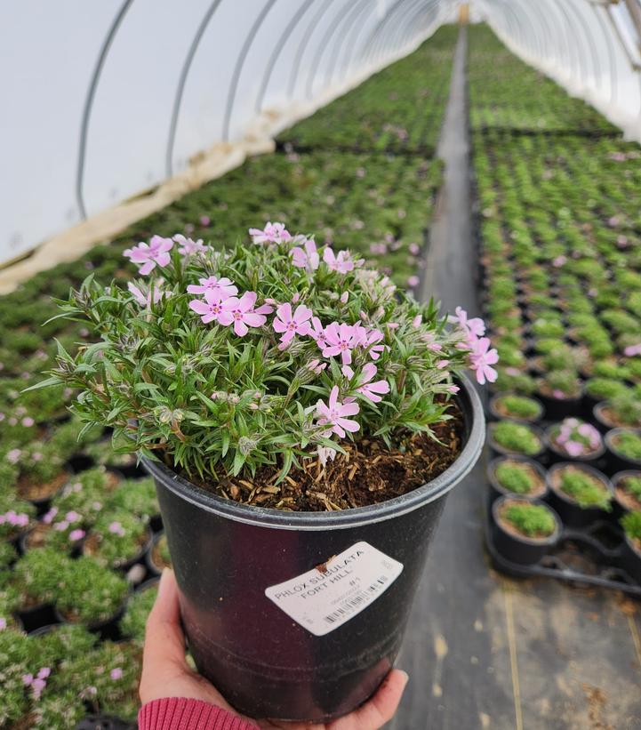 PHLOX SUBULATA `FORT HILL`