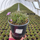 PHLOX SUBULATA `PURPLE BEAUTY`