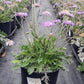 SCABIOSA CAUCASICA `BUTTERFLY BLUE`