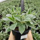 STACHYS `HELEN VON STEIN`