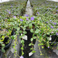 VINCA MINOR `BOWLES`