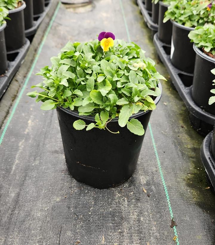 VIOLA `PENNY ORANGE JUMP-UP`