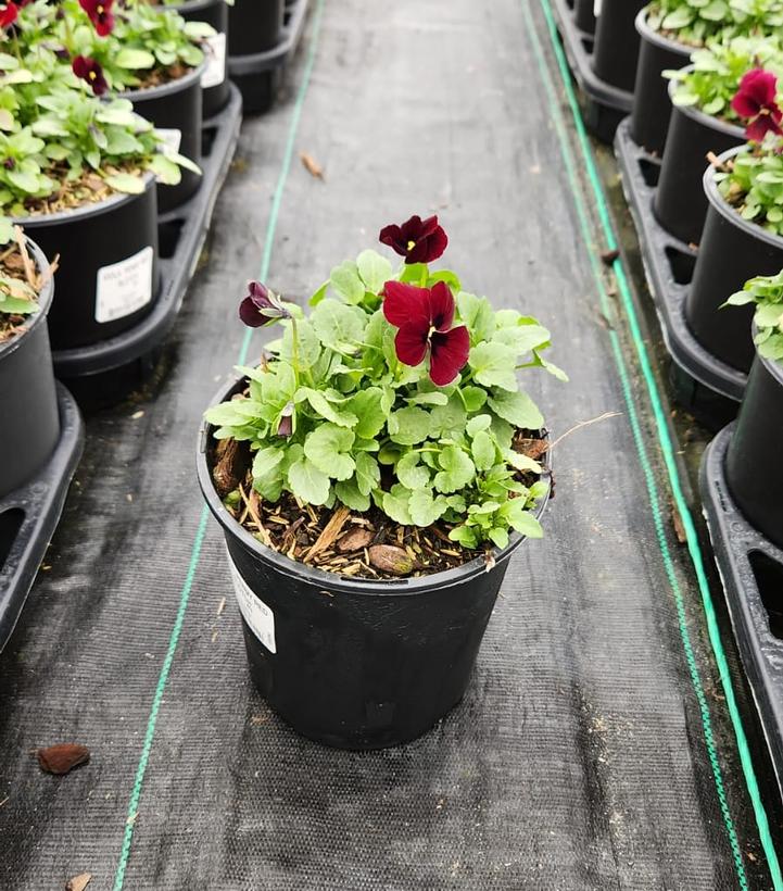 VIOLA `PENNY RED BLOTCH`