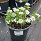 IBERIS SEMPERVIRENS `SNOWSURFER`