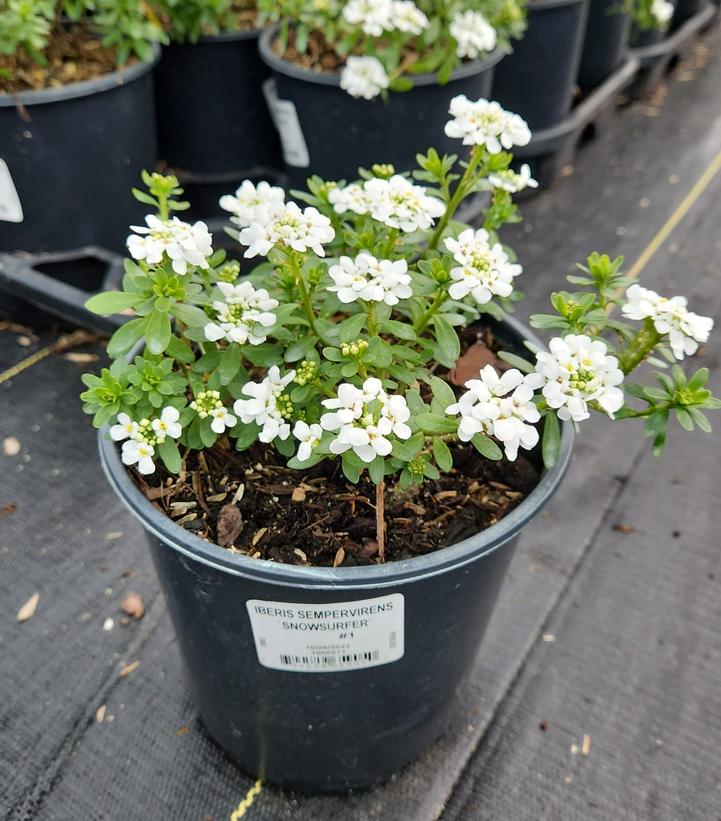 IBERIS SEMPERVIRENS `SNOWSURFER`