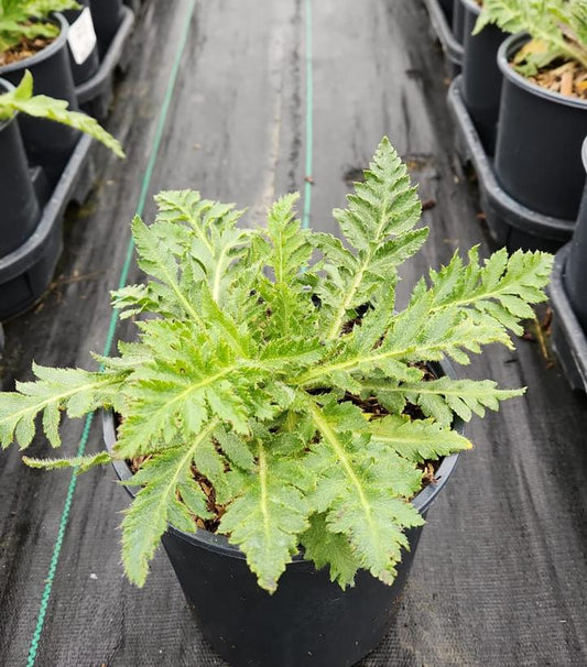 PAPAVER ORIENTALE `BRILLIANT`