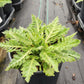 PAPAVER `SPRING FEVER ORANGE`
