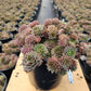 SEMPERVIVUM `PACIFIC BLUE ICE`