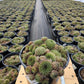 SEMPERVIVUM `PILIOSEUM`