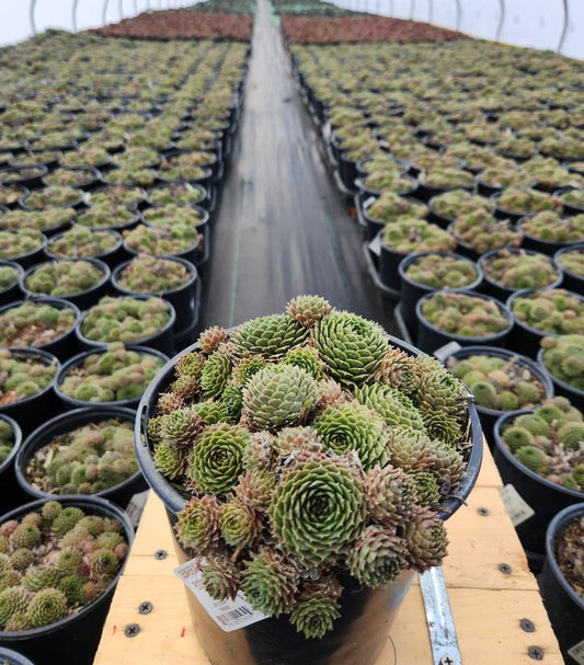 SEMPERVIVUM `PILIOSEUM`