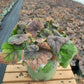 TIARELLA CORDIFOLIA `RUNNING TAPESTRY`