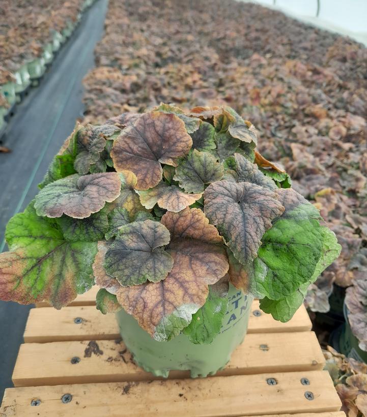 TIARELLA CORDIFOLIA `RUNNING TAPESTRY`