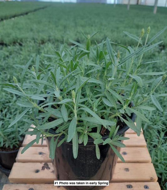 LAVANDULA ANGUSTIFOLIA `HIDCOTE`