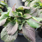 DIGITALIS MERTONENSIS