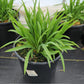HEMEROCALLIS `HAPPY RETURNS`